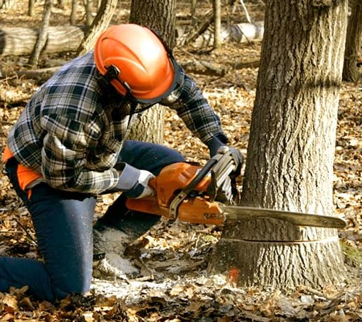 Tree Removal in Marble, MN